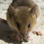 Des moyens simples pour prévenir l’infestation de souris dans votre maison