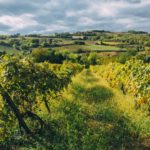 Quelle est la taille de la région viticole de Bordeaux ?