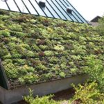 Pourquoi les toitures végétalisées sont-elles susceptibles aux fuites et comment les éviter?
