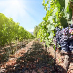 Les cépages autochtones : la richesse de la diversité viticole