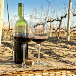 L’impact du changement climatique sur les vignobles et la production de vin