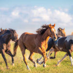 Les bases de la gestion des chevaux en troupeau