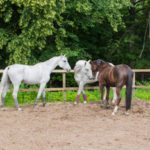 Comment créer un programme d’entraînement adapté à votre cheval