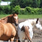 Comment évaluer la condition corporelle des chevaux