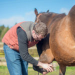 Comment détecter les signes de maladie chez les chevaux dès le départ