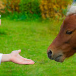 Conseils pour la gestion des allergies chez les chevaux