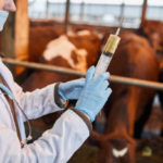 L’importance de la vaccination dans l’élevage équin