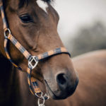 Comment prévenir et gérer les problèmes de peau courants chez les chevaux