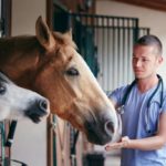 Conseils pour la gestion des chevaux en surpoids ou obèses