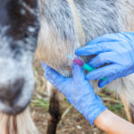 Comment gérer efficacement les parasites chez les chevaux