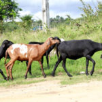L’importance de la communication non verbale dans la formation des chevaux