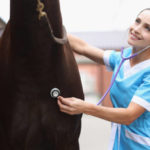Comment gérer les situations d’urgence médicale avec vos chevaux