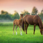 L’importance de la planification de la vaccination pour les voyages avec vos chevaux
