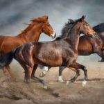 L’importance de l’exercice régulier dans le bien-être des chevaux
