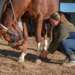 Conseils pour la gestion des problèmes de pieds chez les chevaux