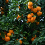 Conseils pour une récolte abondante de mandarines tout au long de l’année