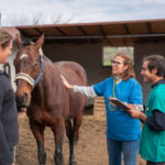 Les techniques de manipulation sûre des jeunes chevaux