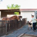 Astuces pour aménager un paddock sécuritaire pour vos chevaux