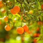Gestion des ravageurs dans les plantations de mandariniers