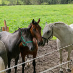 Astuces pour la prévention des problèmes de santé liés à la chaleur chez les chevaux