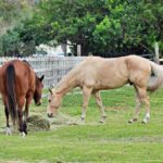 Conseils pour le toilettage et le soin de la robe des chevaux