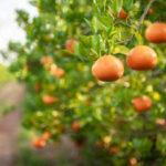 Guide complet pour cultiver des mandariniers dans votre jardin