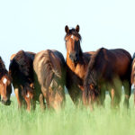 Astuces pour la gestion du comportement alimentaire des chevaux
