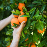 Techniques de taille pour maintenir la santé et la productivité des mandariniers