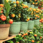 Comment planter des mandariniers en pot