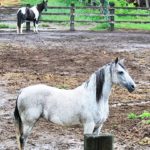 Astuces pour la gestion des chevaux âgés et retraités