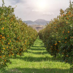 Les meilleurs sols pour les mandariniers