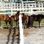 L’importance de l’enrichissement environnemental pour les chevaux en captivité