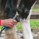 Les bases de la médecine alternative pour les chevaux