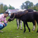 L’importance de la socialisation pour les jeunes chevaux