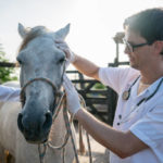 Comment prévenir et gérer les coliques chez les chevaux