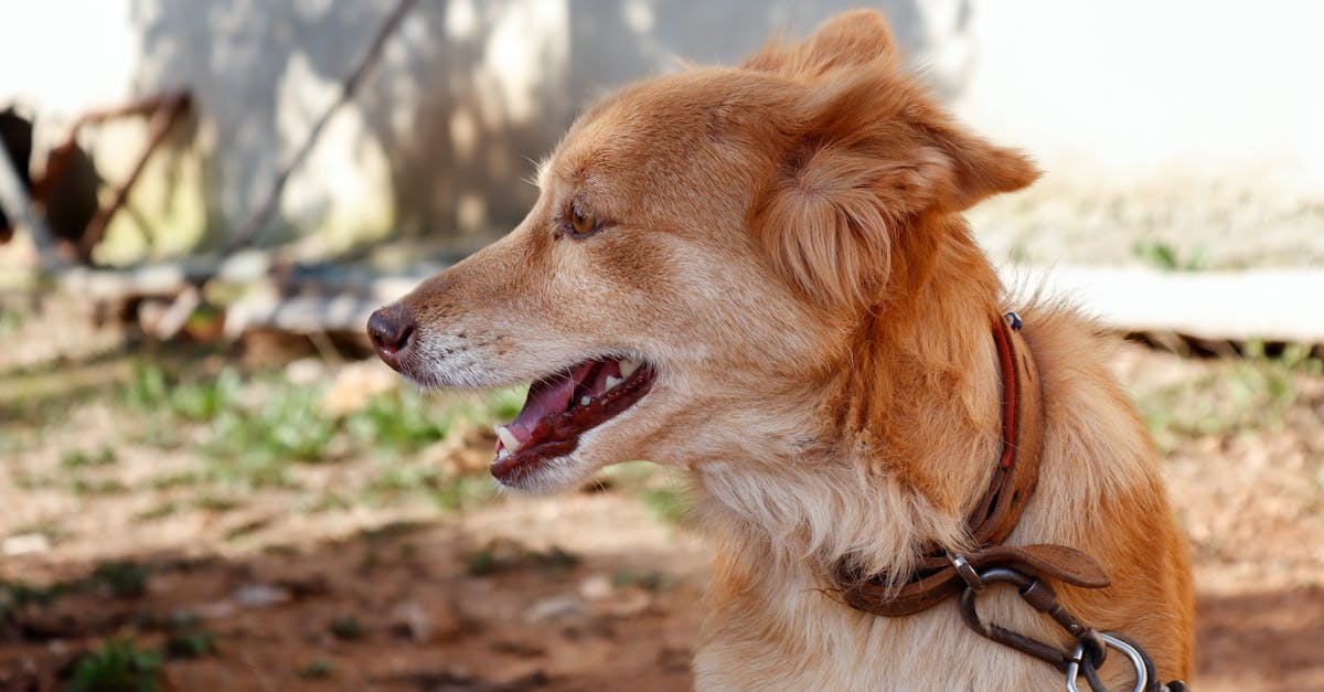 découvrez notre sélection de colliers élégants et raffinés, parfaits pour sublimer votre style. que vous recherchiez un accessoire pour une occasion spéciale ou au quotidien, notre gamme variée répondra à toutes vos envies.
