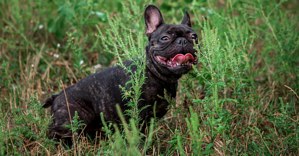 découvrez notre collection de colliers pour chiens, alliant confort et style. conçus avec des matériaux de qualité, nos colliers assurent la sécurité de votre compagnon tout en ajoutant une touche d'élégance à ses promenades. trouvez le collier parfait pour votre fidèle ami!