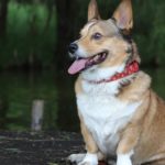 Comment choisir le meilleur collier pour votre chien : guide d’achat et conseils