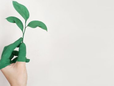 découvrez l'écologie, la science qui étudie les interactions entre les êtres vivants et leur environnement, afin de mieux comprendre et protéger la nature.