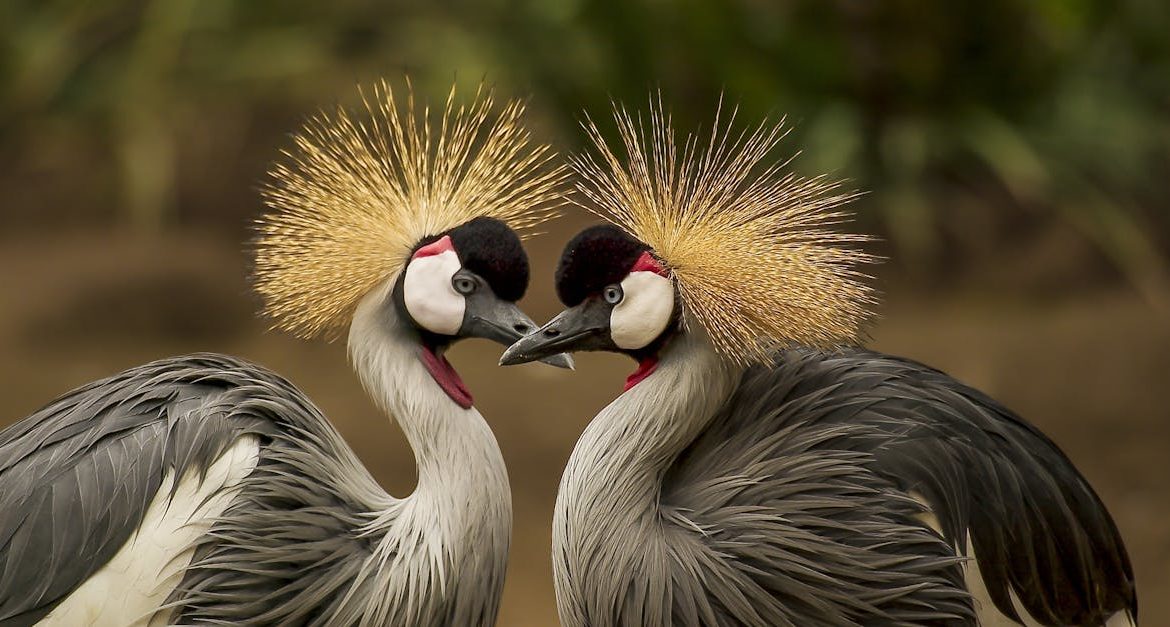 découvrez tout sur les animaux : espèces fascinantes, comportements, habitat naturel et conseils pour la protection de la faune. explorez le monde animal et enrichissez vos connaissances sur la biodiversité.