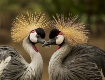 découvrez tout sur les animaux : espèces fascinantes, comportements, habitat naturel et conseils pour la protection de la faune. explorez le monde animal et enrichissez vos connaissances sur la biodiversité.