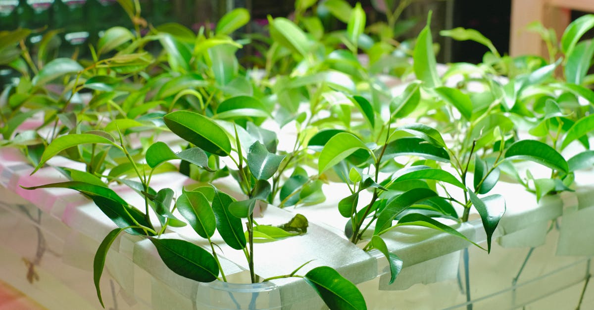 découvrez les dernières innovations durables qui transforment les modes de production et de consommation. explorez des solutions éco-responsables pour un avenir plus vert et respectueux de l’environnement.